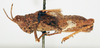 CollectionObject 1540643; cd224113-b999-427a-992b-ba0f431bc164: female, lateral view (syntype). (CollectionObject).