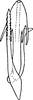 Aedeagus, ventral view: Aedeagus (A. dlabolai Dwor.), ventral view. (Observation).