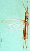 CollectionObject 1591736; 8a119bfe-1bf4-4c65-b2aa-c122240e7a65: male, dorsal view (paratype of Platypterna affinis). (CollectionObject).