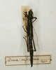 CollectionObject 1558515; 364c03b1-632d-4da9-ac10-9b0a640af13f: copyright MNHN, Paris. female (paralectotype). (CollectionObject).;CollectionObject 1558516; 695f6d2d-1563-481c-bf67-8e64fd9d64d5: copyright MNHN, Paris. female (paralectotype). (CollectionObject).