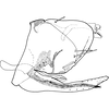 Pygofer, lateral view: !! display not done !! on Trypanalebra maculata (Baker, 1903): Genital capsule, lateral view. (Observation).