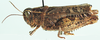 Platacanthoides bituberculatus bituberculatus Uvarov, 1922: as P. bituberculatus. lateral view. (Otu).