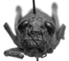CollectionObject 1507330; 981994b1-ae20-4ce3-abe5-c7f9d08179e4: Image Carbonell, C.S. female, frontal view (holotype). (CollectionObject).