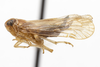 Habitus, lateral view: (Observation).