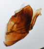 Pygofer, lateral view on Delphacodes lividus Beamer, 1948: (Observation).