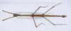 CollectionObject 1557628; 92111e04-b433-4eac-86a8-d1390c92f845: copyright ZMUH, Hamburg. male, dorsal view (paralectotype). (CollectionObject).;CollectionObject 1557629; 7ac444f1-f503-4526-87e8-7f2a95f9261b: copyright ZMUH, Hamburg. male, dorsal view (paralectotype). (CollectionObject).