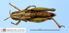 CollectionObject 1564950; ec972723-ab7a-413c-badb-24d72d006801, MLP1118/3-11'': female, dorsal view (allotype). (CollectionObject).