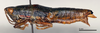 CollectionObject 1578637; a339a44e-acf9-49cd-8456-57a28eee4b99: female, lateral view (paralectotype of Orthacris fusiformis). (CollectionObject).