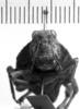 CollectionObject 1530106; 3b67dcd1-222c-478f-aa0a-a6552bc8115c: Image Carbonell, C.S. female, frontal view (holotype of Lilaea depressa). (CollectionObject).