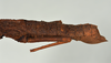 CollectionObject 1562229; 3d2923c1-8c94-4c3e-8098-a3b8dc45ed1c: copyright USNM, Washington. female: abdomen, lateral view of synonym Tisamenus atropos (holotype). (CollectionObject).