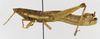 CollectionObject 1523720; 14006a51-fe10-401a-9497-69314cbe671b: male, lateral view (holotype). (CollectionObject).