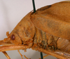 CollectionObject 1517329; 55a3ef19-f235-4c53-b411-1a9af7083c90: male pronotum, lateral view (holotype). (CollectionObject).