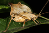 FieldOccurrence 3710; 0d86866b-cf2c-4825-8a93-ae034781fbbf; Argentina: Misiones: General Manuel Belgrano
Reserva Surucuá, 2017/03/10: (FieldOccurrence).