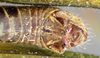 CollectionObject 2009847; f8212f9a-76d1-493d-8a69-cea4bb39612a: male abdominal terminalia, dorsal view. (CollectionObject).