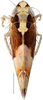 Habitus, dorsal view: Scaphoideus omani, dorsal habitus (INHS). (Observation).