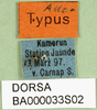 CollectionObject 1576301; 9d0c1bcc-323e-43a2-b8e1-9b76a75707f8, DORSA BA000033S02: labels (allotype). (CollectionObject).