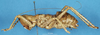 CollectionObject 1506930; 4dba9396-00f2-4975-80a7-70b4fc7cbdd5: male, lateral view (syntype). (CollectionObject).