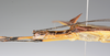 CollectionObject 1590071; f2b77b92-d661-4edc-b3f6-3668100ad168: copyright Oskar Conle. female: head & thorax, lateral view (paratype). (CollectionObject).