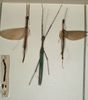 CollectionObject 1560603; b367d0f8-7f0d-4264-8fe6-e26b1bb3f937: copyright NHMW, Vienna. male & female (syntypes). (CollectionObject).;CollectionObject 1560604; c85f061d-e260-4d19-ab39-d9156e15ab63: copyright NHMW, Vienna. male & female (syntypes). (CollectionObject).