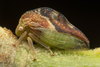 Live specimen: !! display not done !! on Cyrtolobus fenestratus (Fitch, 1851): (Observation).