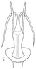 Aedeagus, ventral view: !! display not done !! on Chlorotettix (Chlorotettix) nimbuliferus (Berg, 1884): Aedeagus, ventral view. (Observation).