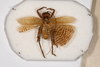 CollectionObject 1531248; f1af1950-b87c-40a2-8754-937e783ff5fe: male, dorsal view (holotype). (CollectionObject).