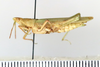 CollectionObject 1528526; e83e84e2-8450-4d2f-b230-59823da6d6a0: female, lateral view (holotype). (CollectionObject).