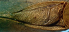 male, stridulatory area (syntype of Phylloptera alliedea). Depicts CollectionObject 1533217; 76d1bb90-b458-4421-9b33-8bb0696b25f0, a CollectionObject.