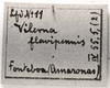 CollectionObject 1566330; a2907654-c4be-4d0c-8420-b0664e60a086: Image C.S. Carbonell. labels (syntype of Vilerna flavipennis). (CollectionObject).