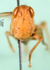 CollectionObject 1502274; ca49d08d-7ecc-4227-bfb3-bd4b48e8f5f3: female, frontal view (paratype). (CollectionObject).