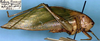 CollectionObject 1517374; 5af5919a-72eb-4015-a5b0-101b35d703fd: male (holotype). (CollectionObject).