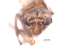 Head on Empoascanara (Empoascanara) peregrina Dworakowska, 1980: (Observation).