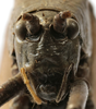 CollectionObject 1539610; 2a1572f8-511d-4bf2-9f6b-80cbbb750a04: male face (holotype). (CollectionObject).
