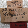 CollectionObject 1505628; 2d45954f-4cc4-4e82-90e5-59fa5ea78942: labels (holotype). (CollectionObject).