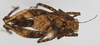 CollectionObject 1577216; 47045a40-c1ee-4db1-bf5b-7d94cbf0574e: female, dorsal view. (CollectionObject).