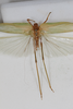 CollectionObject 1505875; f5f0bdb1-f77b-4cc5-8c36-d8d7c727e2a1: male, dorsal view (syntype). (CollectionObject).