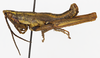 CollectionObject 1523758; 611d8cb7-b7fc-4b69-9552-3caf1d8b7155: male, lateral view (holotype of Cawendia hebardi). (CollectionObject).