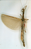 CollectionObject 1557163; d02d0233-c097-4d45-9fb6-674ccc42a541: copyright NHRS, Stockholm. female (holotype). (CollectionObject).