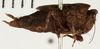 CollectionObject 1529881; NHRS 9355, 531afcd4-50c1-4248-ba1a-43888e3e7aee: female, lateral view (holotype). (CollectionObject).