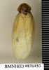CollectionObject 1572974; c89a687d-1dc0-4e5b-9c88-3ee09ac89397: Copyright Natural History Museum, London. Non-type (adult male) in BM(NH). Dorsal view. (CollectionObject).