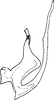 Aedeagus, lateral view on Bhatia olivacea (Melichar, 1903): Aedeagus, lateral view. (Observation).