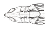 Rhammatocerus palustris Carbonell, 1988: FIg. 3. Female, head and pronotum (dorsal view). (Otu).