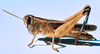 Eyprepocnemis plorans plorans (Charpentier, 1825): male, Saria Burkina Faso 25 mars 1976). (Otu).