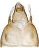 Pygofer, dorsal view on Bonamus jussaral Zahniser, 2021: (Observation).