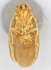 CollectionObject 1567101; 64efe02f-6109-4d75-a8b3-31cfe2b6aa5c: Photo by Heidi Hopkins. Holotype, adult male, ventral habitus. (CollectionObject).