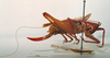 CollectionObject 1503251; MBBJ 3225971, 02fea9eb-f377-4fea-a93c-5cf008c95d75: female, lateral view. (CollectionObject).