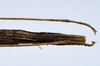 CollectionObject 1576307; 8c4eef8c-667e-46e1-bcb6-562b748f71df: copyright ZRC, Singapore. female: end of abdomen, ventral view (paratype). (CollectionObject).