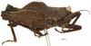 CollectionObject 1533861; f5ec2d3a-b9b0-4231-9c7f-3d3b533d705f: male, lateral view (syntype). (CollectionObject).
