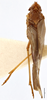 Habitus, dorsal view on Brixidia variabilis Van Stalle & Synave, 1984: (Observation).
