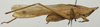 CollectionObject 1535038; 52052e5a-2fc6-48f8-829e-a9d8ab7a1da0: male, lateral view (holotype). (CollectionObject).